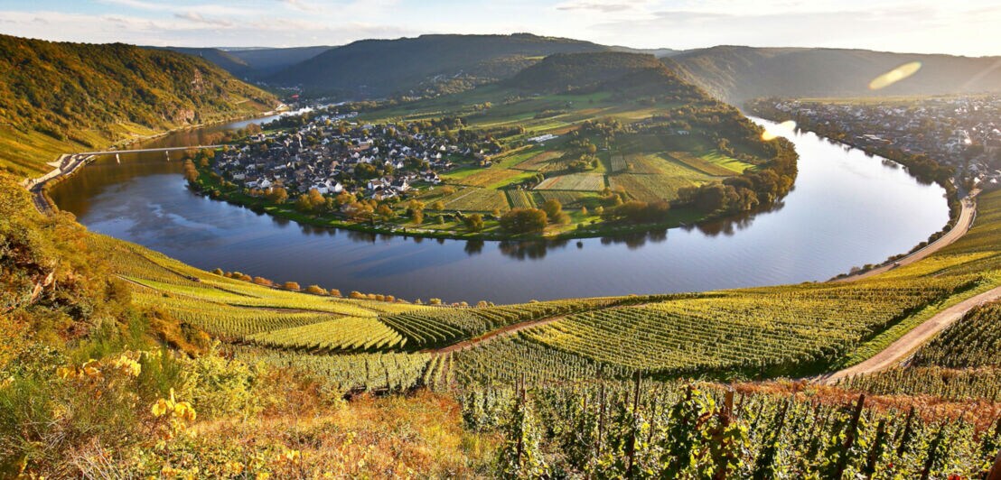 Blick auf Weinhänge an der Moselschleife.