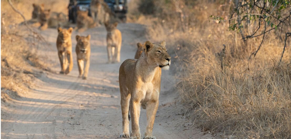 Löwin geht auf einem staubigen Weg im Buschland, im Hintergrund folgen weitere Löwen und eine Safari-Fahrzeug mit Touristen