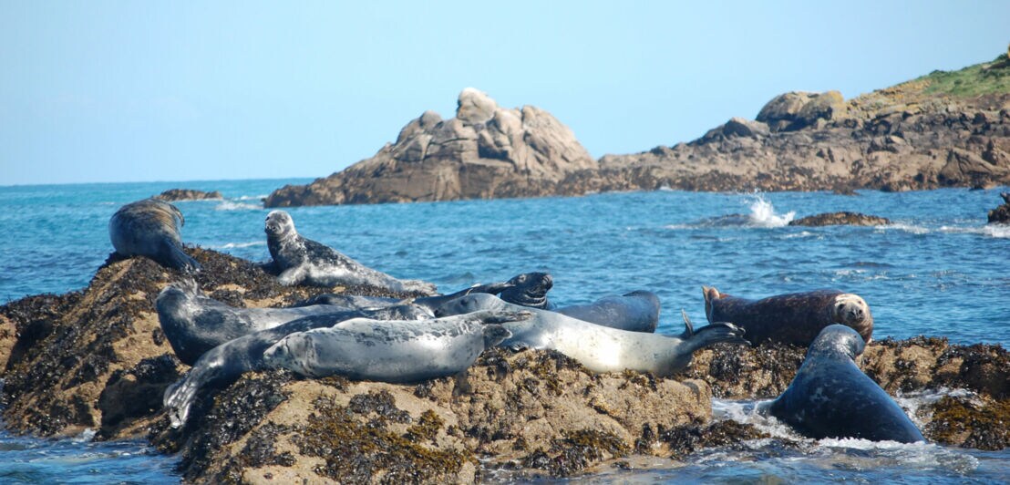 Mehrere Robben liegen auf felsigen Klippen im Meer, im Hintergrund weitere Felsen und blauer Himmel