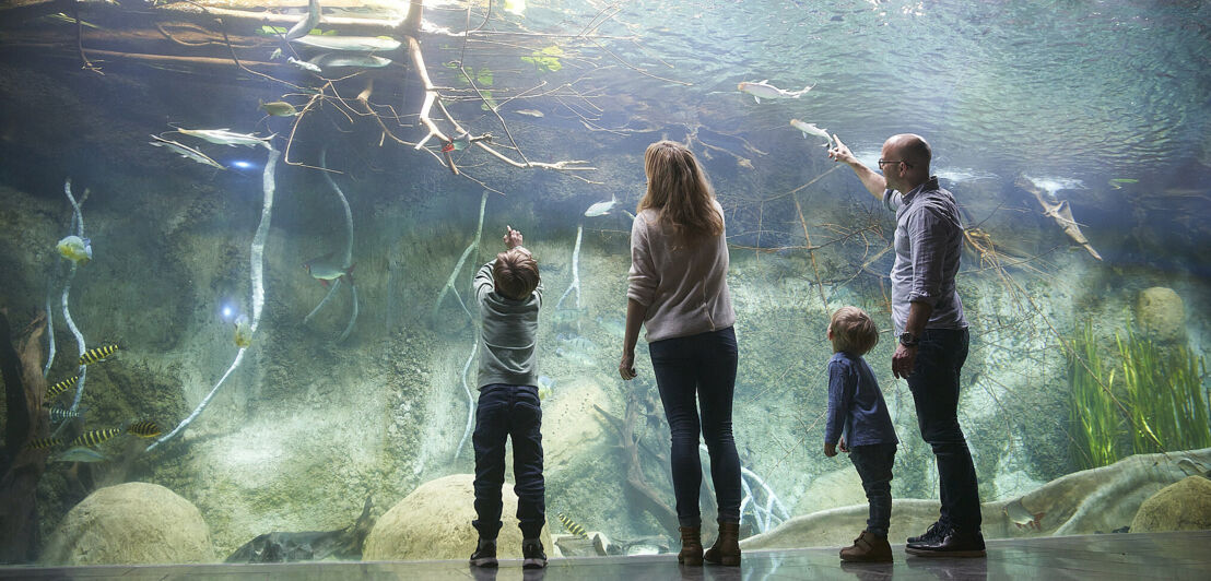Familie mit zwei Kindern steht vor einer großen Panoramascheibe im Zoo Leipzig und beobachtet Fische und Haie im Aquarium