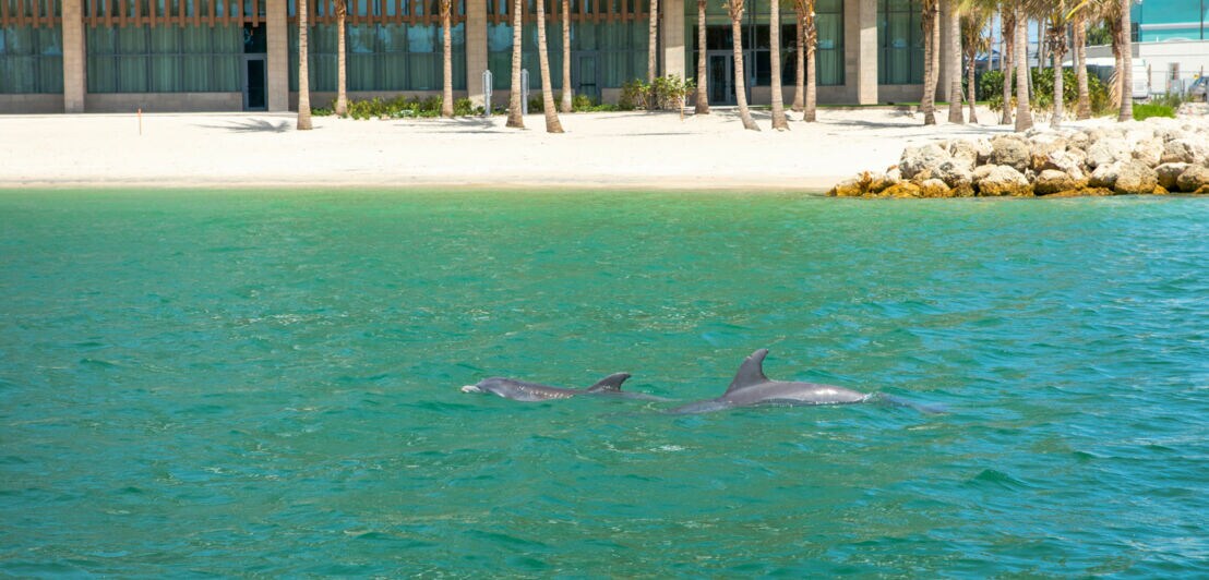 Zwei Delfine in freier Wildbahn nahe dem Ufer von Clearwater Beach, die Hotelanlage ist nur ein paar Meter entfernt.
