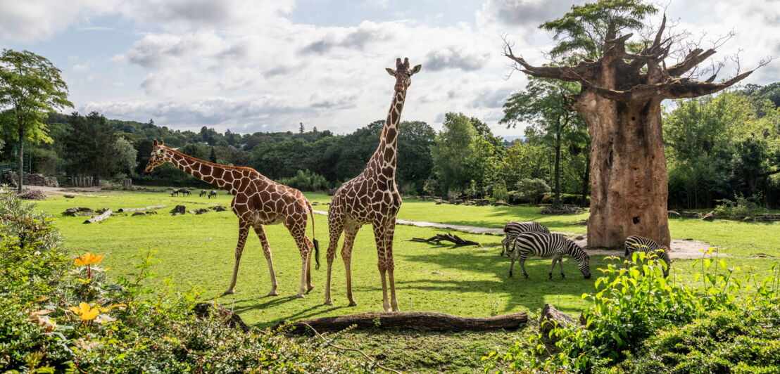 Zwei Giraffen und zwei Zebras auf einer grünen Savanne im Opel-Zoo, im Hintergrund Bäume und bewölkter Himmel
