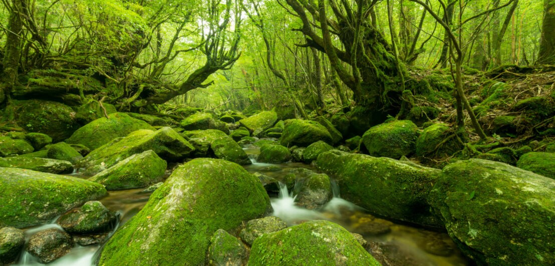 Wald mit kleinem Wasserfall und moosbedeckten Steinen