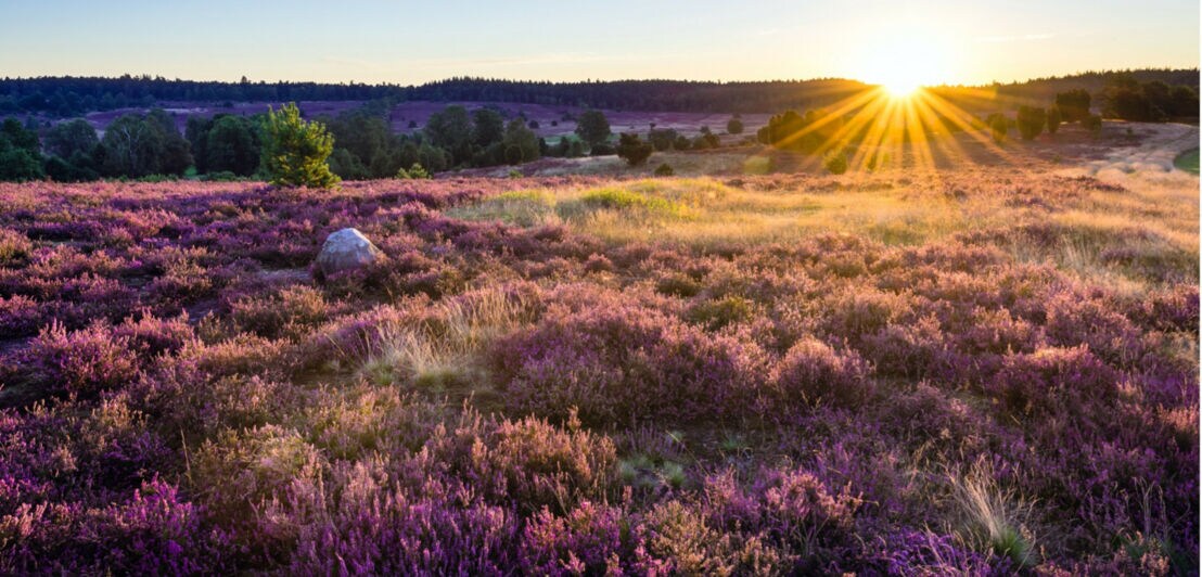 Sonnenaufgang über der blühenden Lüneburger Heide mit violetten Heidekrautfeldern und vereinzelten Bäumen