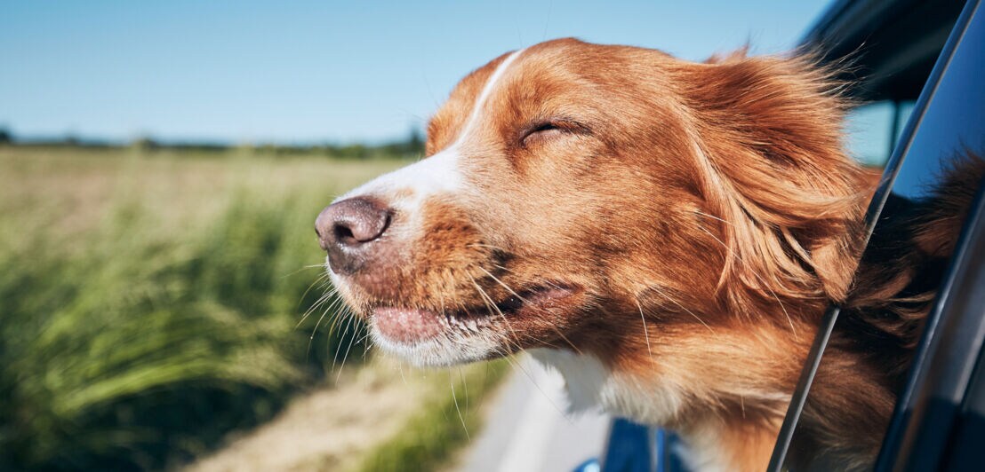 Hund mit geschlossenen Augen genießt Fahrt mit Kopf aus Autofenster, ländliche Landschaft im Hintergrund