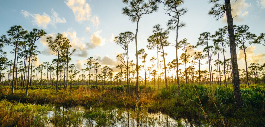 Sonnenaufgang über einem Sumpfgebiet mit hohen Bäumen und Wasserflächen
