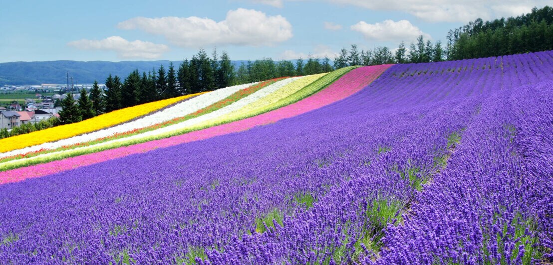 Felder mit lila Lavendel und bunten Blumenstreifen auf einem Hügel unter blauem Himmel