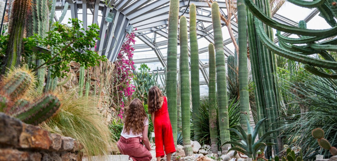Zwei Frauen in einem Gewächshaus betrachten hohe, grüne Kakteen und andere Sukkulenten unter einem Glasdach.
