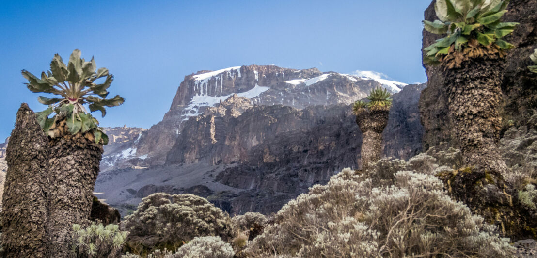 Berglandschaft mit schneebedecktem Gipfel und großen, baumartigen Pflanzen im Vordergrund unter klarem Himmel