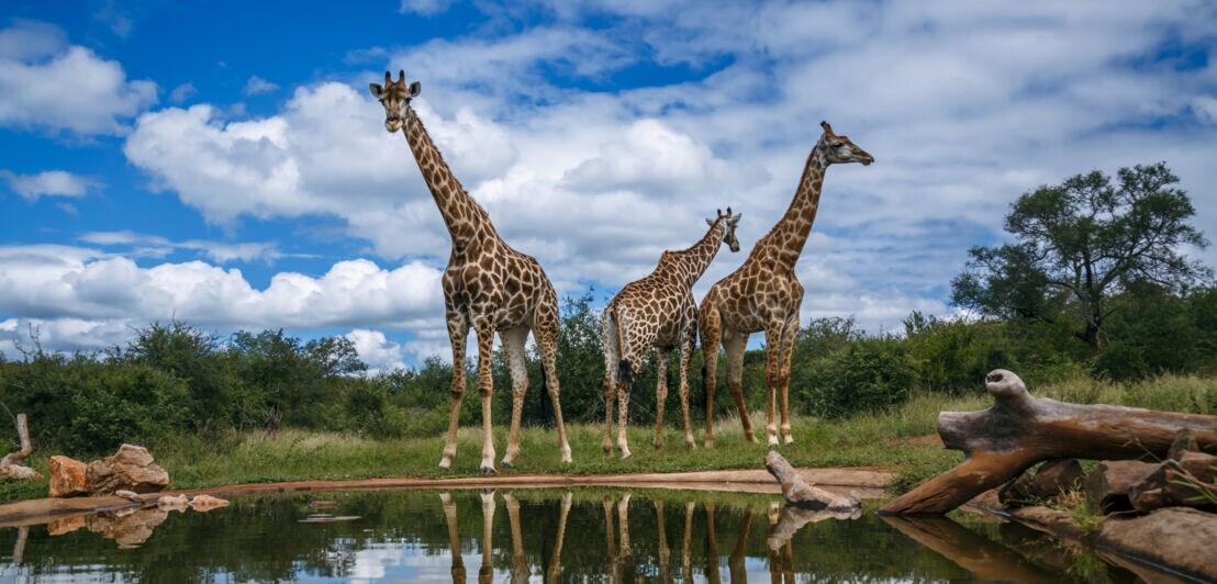 Drei Giraffen stehen am Ufer eines Teichs, ihre Spiegelbilder sind im Wasser sichtbar, bewölkter Himmel im Hintergrund