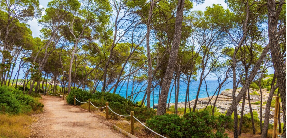 Wanderweg durch Kiefernwald mit Blick auf das blaue Meer an der Küste.