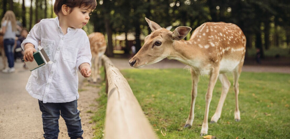 Kleiner Junge in weißem Hemd füttert ein Reh im Park.