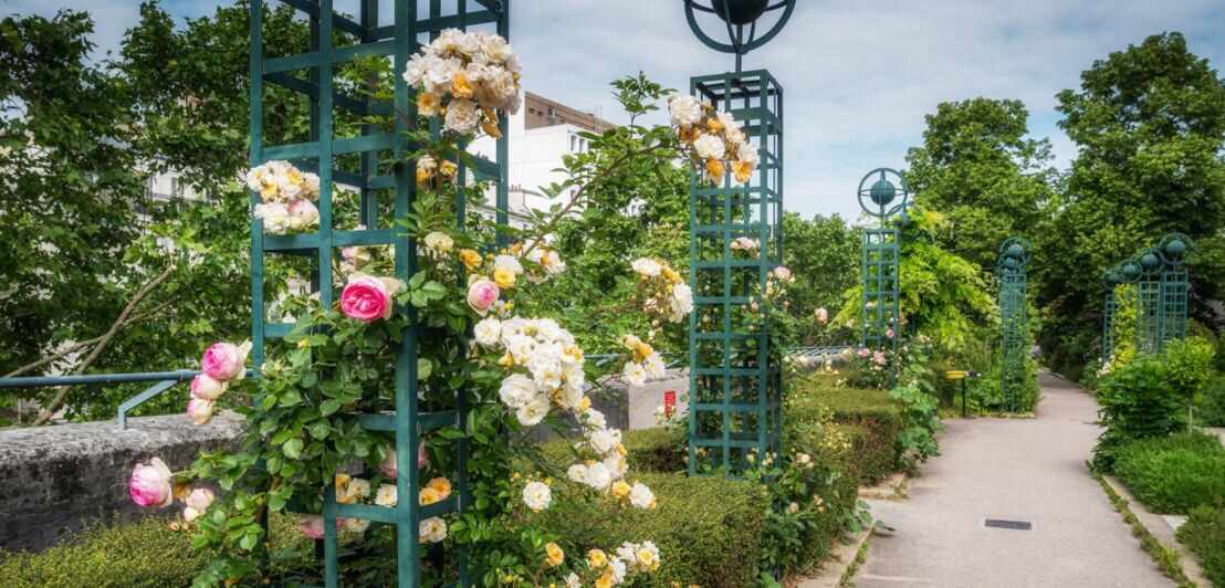 Rosen in verschiedenen Farben wachsen an grünen Rankgittern entlang eines gepflasterten Wegs in einem Park