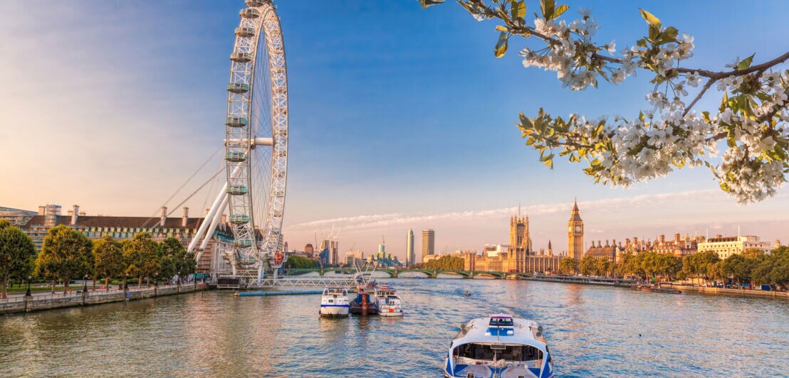 Blick auf das London Eye und die Themse mit Ausflugsbooten, im Hintergrund der Big Ben und blühende Kirschzweige im Vordergrund.