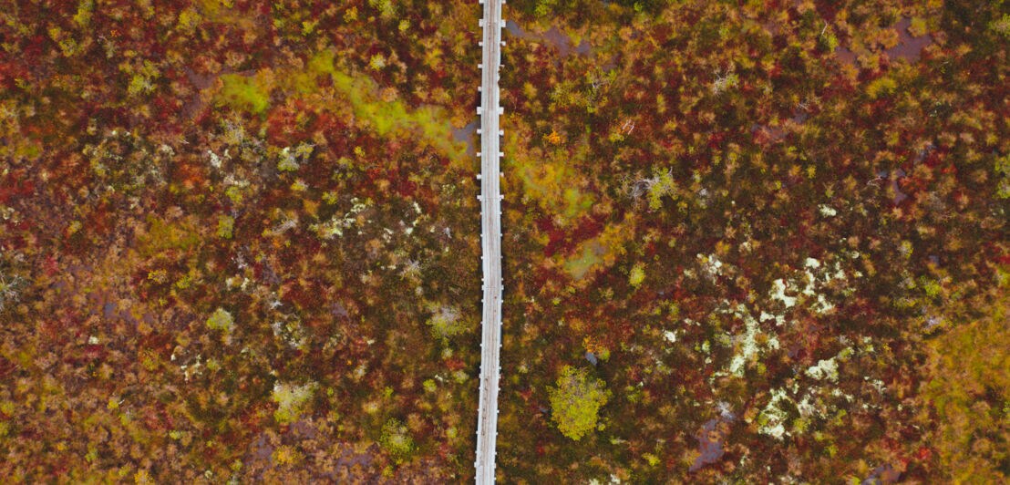 Ein Weg zum Wandern in einem Moorgebiet.