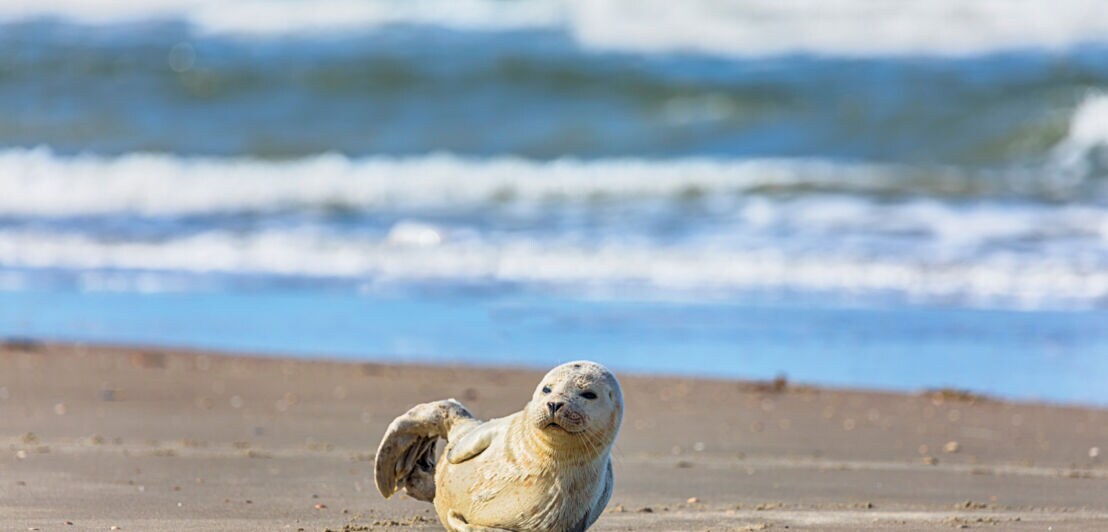 Junges Seehundbaby sonnt sich am Strand der dänischen Nordseeinsel Rømø.