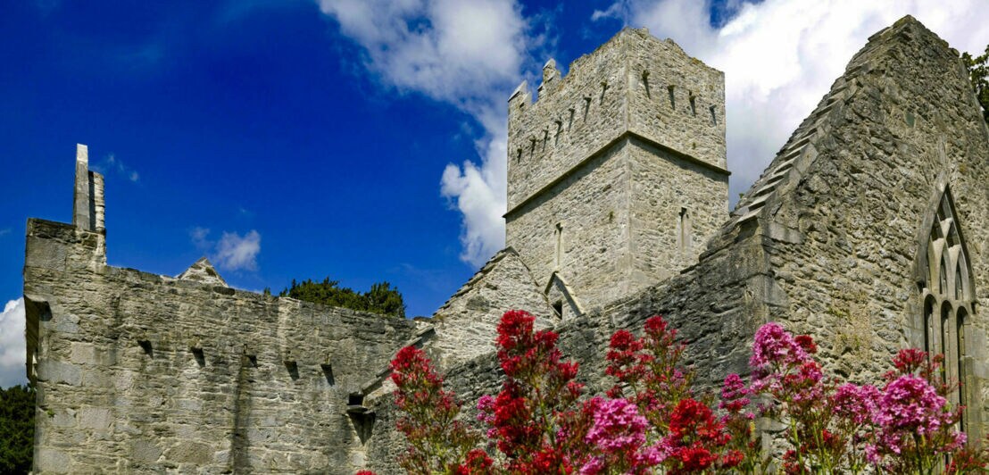 Rot-pinke Sommerblumen vor den malerischen Ruinen der alten Muckross Abbey.