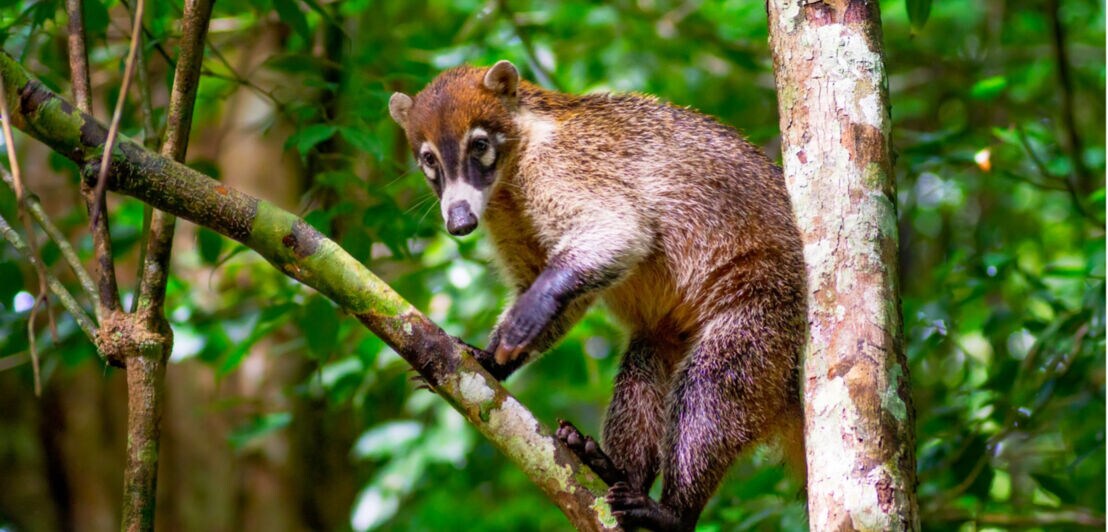 Ein Nasenbär sitzt auf einem Ast in einem grünen Wald, umgeben von Bäumen und Blättern.
