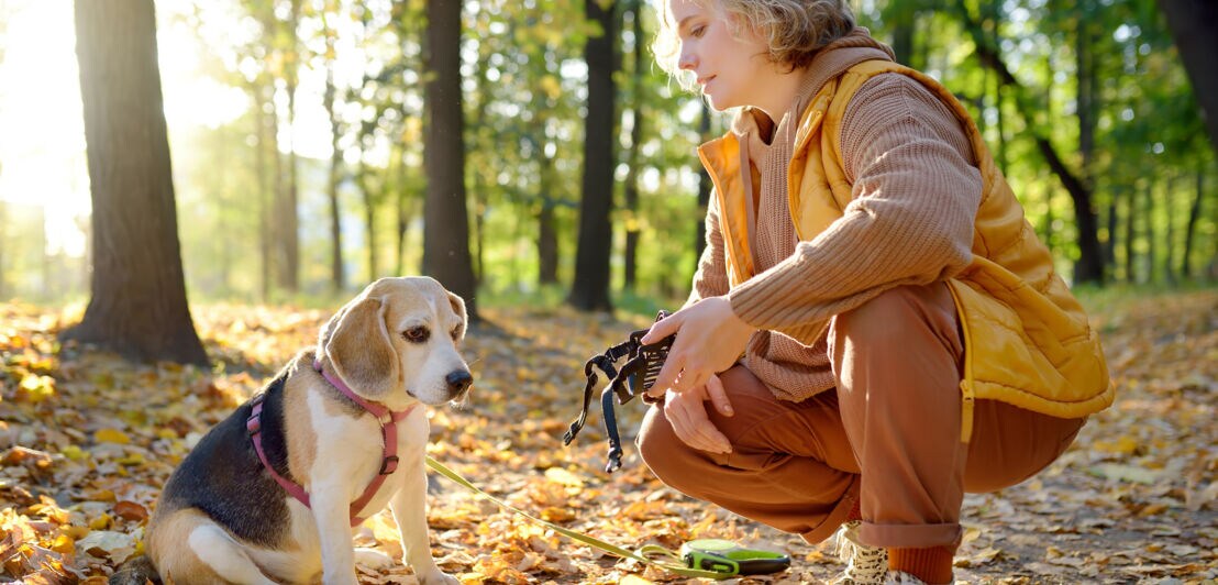 Eine Person in orangefarbener Weste und brauner Hose hockt im Wald neben einem sitzenden Beagle-Hund im Herbstlaub mit Maulkorb in der Hand.