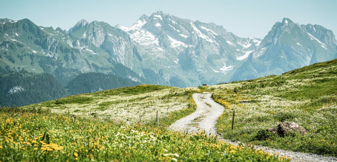 Kurvenreicher Weg durch eine blühende Wiese, umgeben von hohen, schneebedeckten Bergen im Hintergrund.