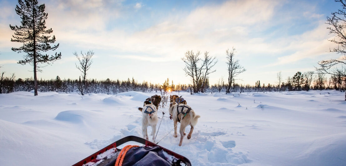 Blick von einem Hundeschlitten auf ein verschneites norwegisches Winterland mit kahlen Bäumen und untergehender Sonne am Horizont.
