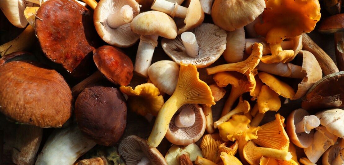 Verschiedene, gesammelte Speisepilzarten.