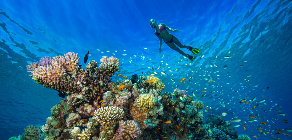 Ein Taucher mit Schnorchel und Flossen schwimmt über ein farbenfrohes Korallenriff mit vielen kleinen Fischen im klaren Wasser.