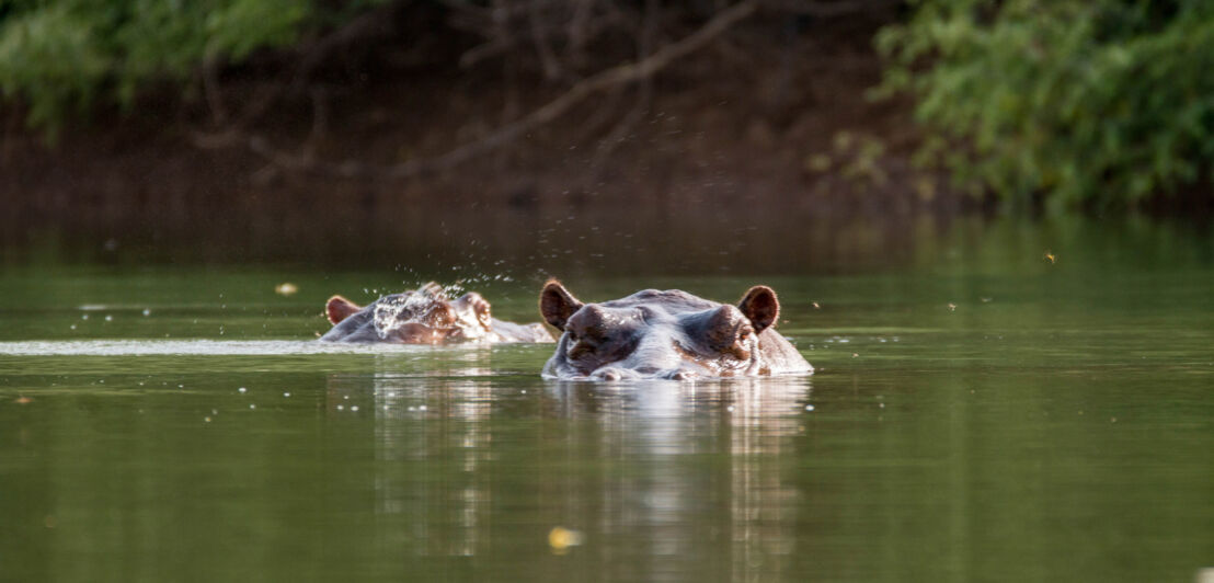 Zwei Flusspferde schwimmen bis zu ihren in einem Gewässer.