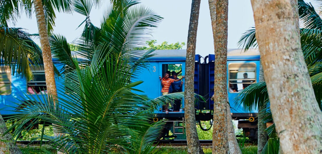 Ein blauer Zug steht zwischen Palmen. Eine Person in orangefarbener Kleidung lehnt aus der Zugtür. Grüne Wiese im Vordergrund.