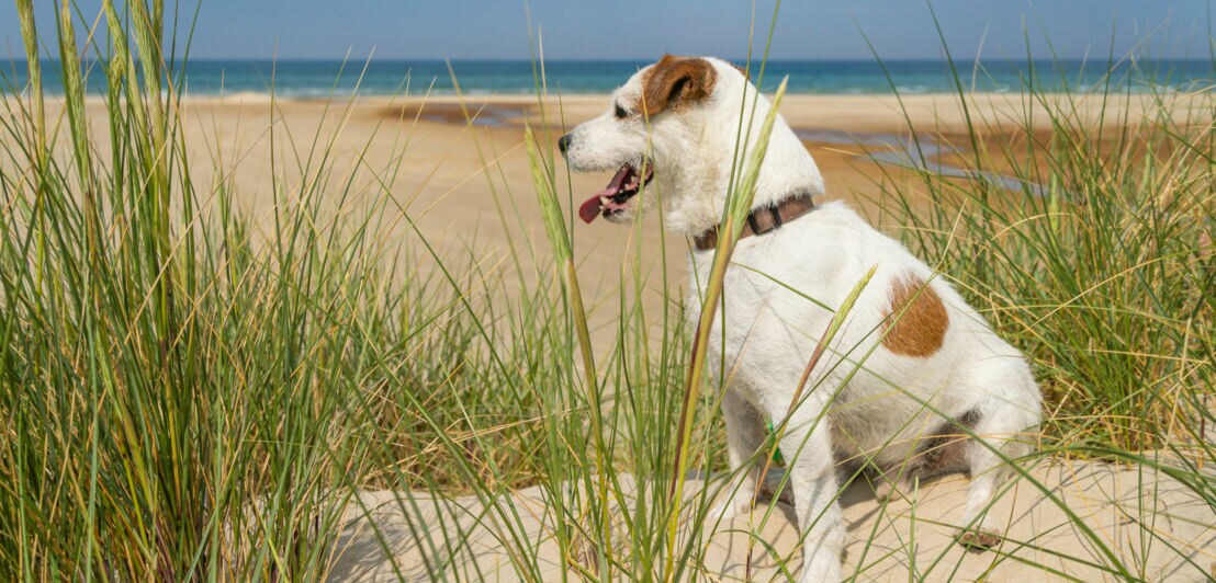 Ein Jack Russel Terrier sitzt in grasbewachsener Düne am Meer.