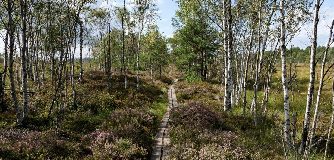 Schmaler Holzpfad in Hochmoorlandschaft mit Birkenwald.