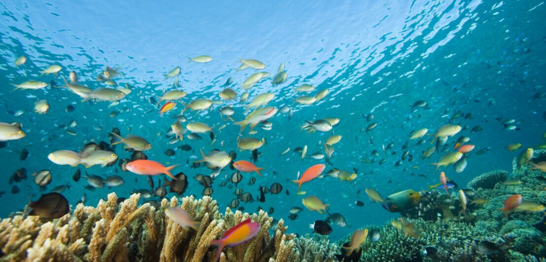Korallenriff mit farbenfrohem Fischschwarm.