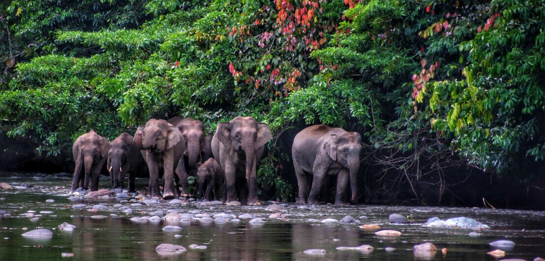Eine Herde Zwergelefanten geht einen Fluss entlang durch einen Dschungel.