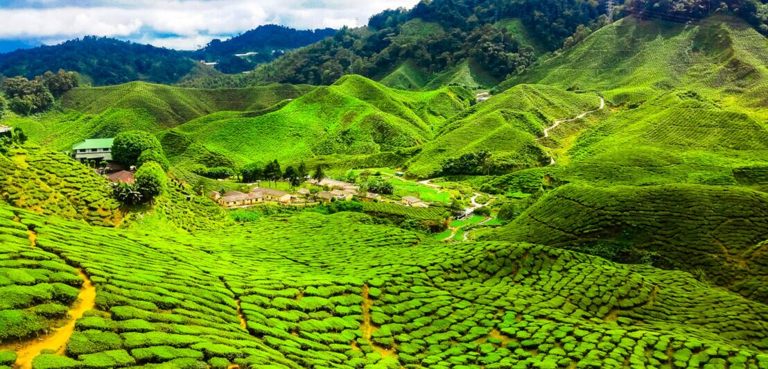 Grüne Teeplantage mit terrassierten Feldern und Hügeln unter blauem Himmel mit Wolken.