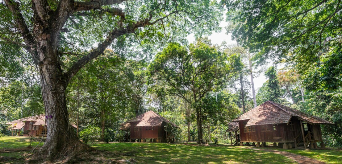 Mehrere traditionelle Holzhäuser auf Stelzen stehen im Schatten großer Bäume im Taman Negara Nationalpark.