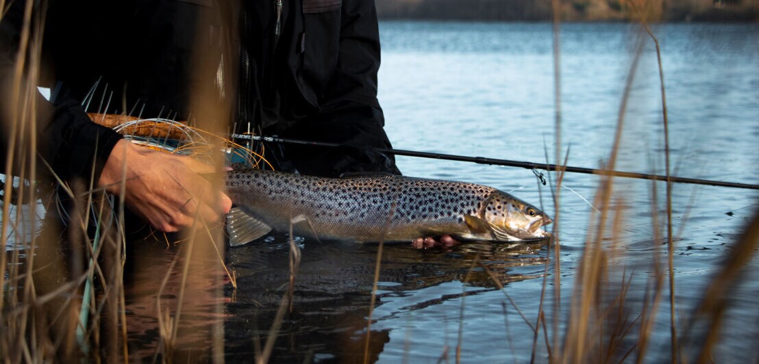 Person hält einen braun gefleckten Fisch über Wasser, umgeben von Schilf an einem Seeufer.