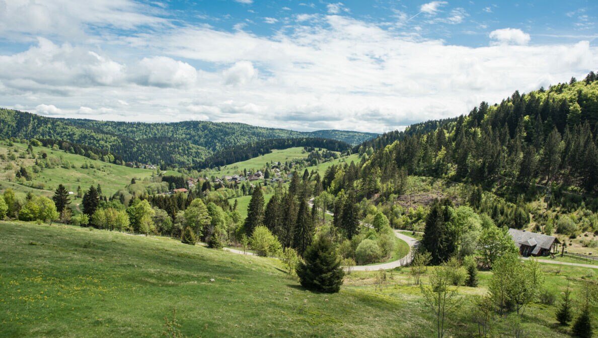 Grüne Berglandschaft im Schwarzwald