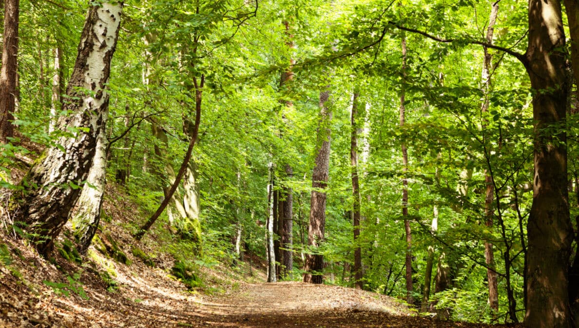 Ein Waldweg mit Laubbäumen rechts und links des Weges