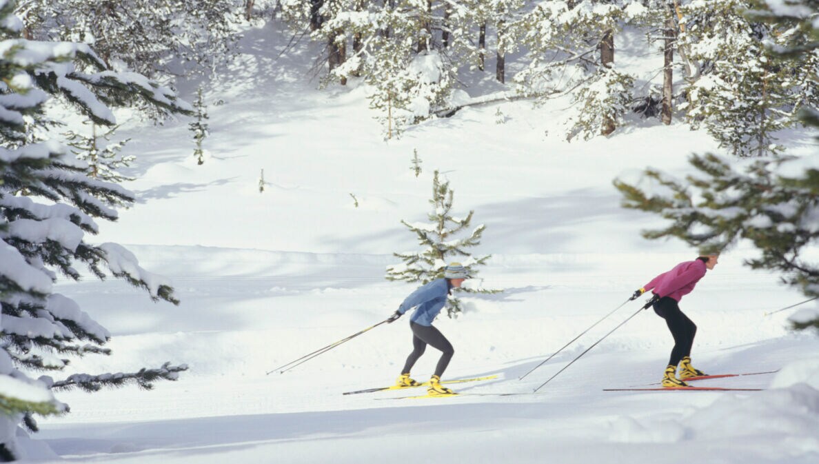 Zwei Personen fahren auf Langlaufskiern in einem Waldgebiet.