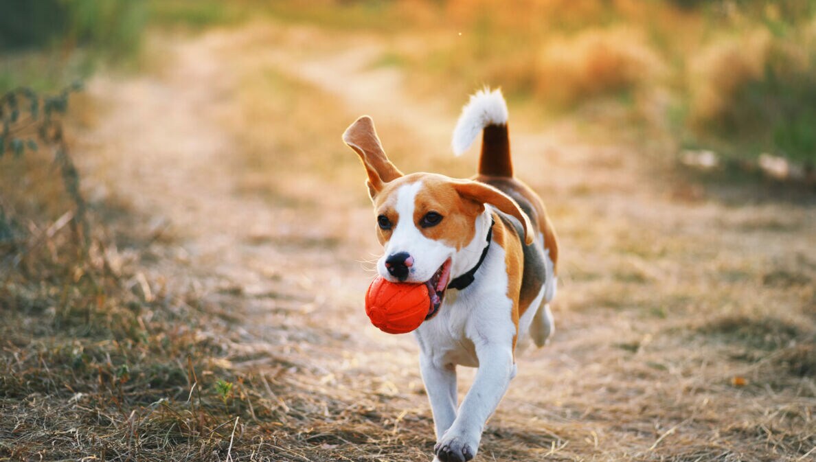 Ein Beagle läuft mit einem orangenen Ball im Maul über eine herbstliche Wiese