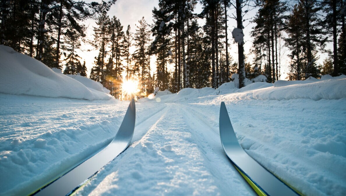 Zwei Langlaufskier im Schnee vor einem Wald mit Sonnenschein.