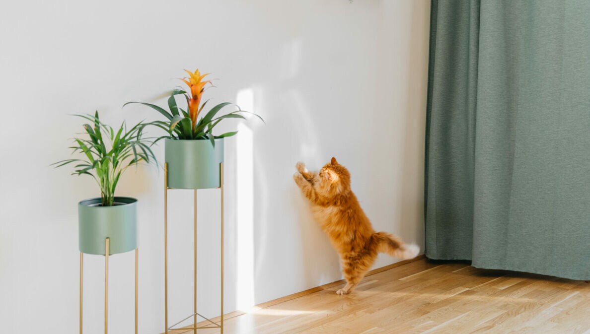 Eine rot getigerte Katze spielt mit dem Sonnenlicht an einer weißen Wand