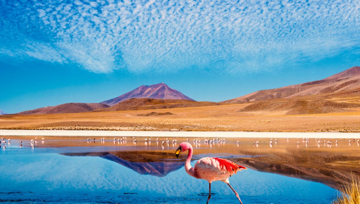 Ein rosafarbener Flamingo vor einem See und einer wüstenartigen Landschaft im Hintergrund