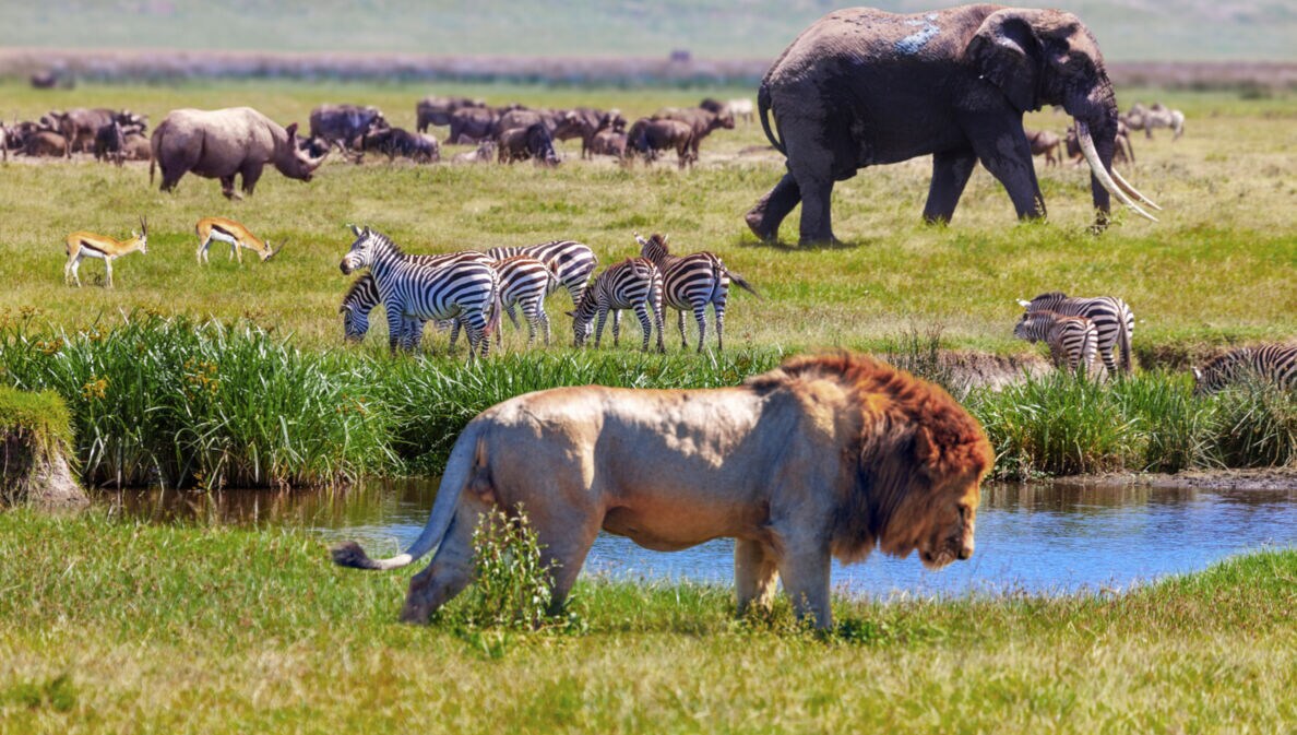 Wildtiere des südlichen Afrikas im grünen Steppengras, im Vordergrund ein Löwe