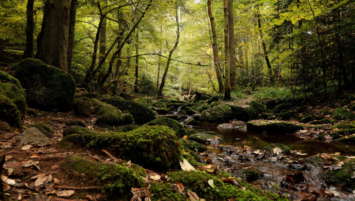 Ein kleiner Bach in einem Wald zwischen Bäumen und moosbewachsenen Steinen