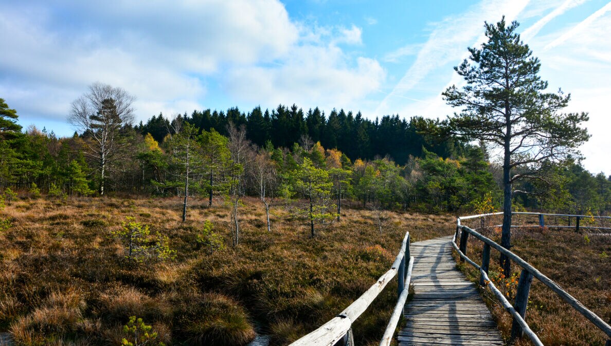 Wanderweg aus Holz führt über ein Hochmoor im Naturpark Bayrische Rhön.