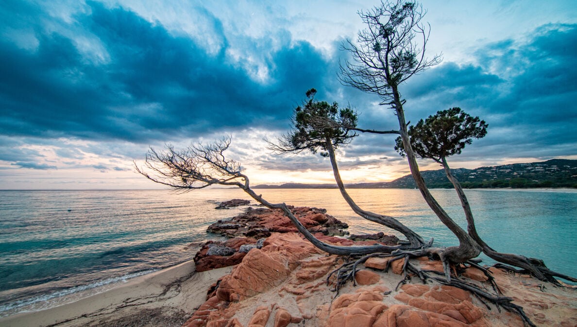 Eine Meeresbucht mit Felsen und knorrigen Bäumen bei Sonnenuntergang