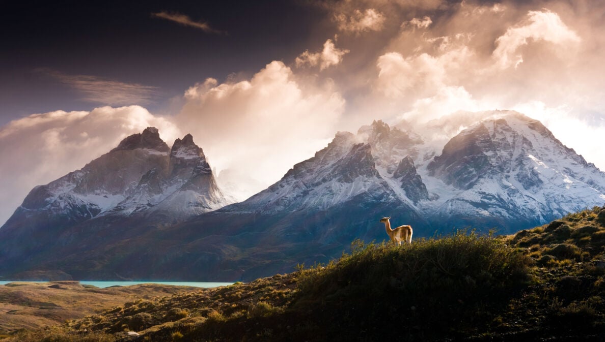Ein Alpaka in der Pampa vor Bergpanorama