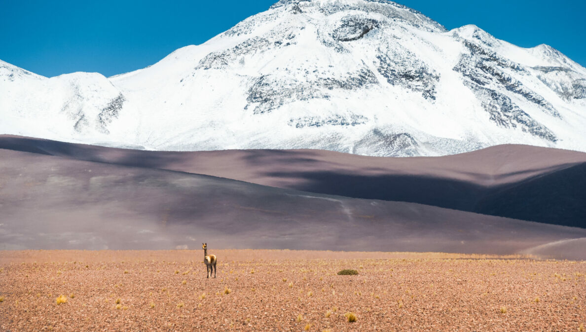 Ein Lama steht in einer Wüstenlandschaft vor einem schneebedeckten Berg