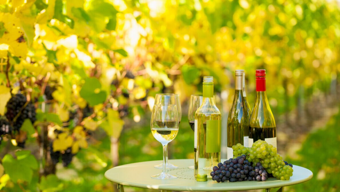 Ein Tisch mit Trauben, Flaschen und Gläsern inmitten eines Weinberges